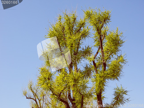 Image of Retro look Tree top