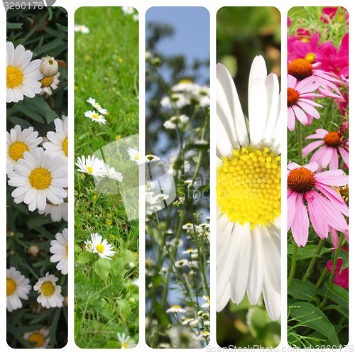 Image of Daisy flowers set