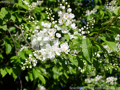 Image of Bird-cherry flowers closeup