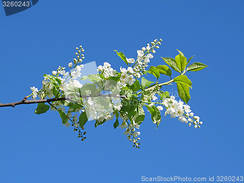 Image of flowers of bird-cherry