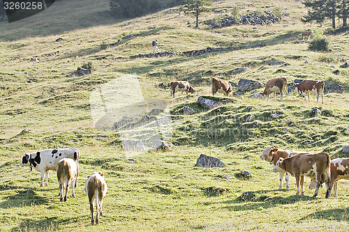 Image of mountain pasture