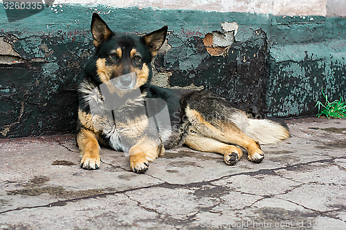 Image of an abandoned dog