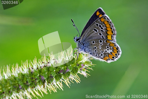 Image of butterfly grey orange  