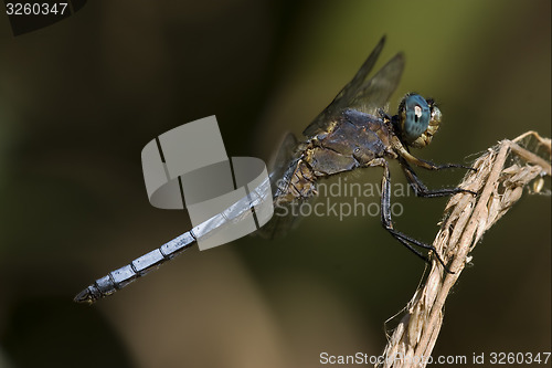 Image of wild blue dragonfly 