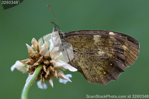 Image of  brown  butterfly  on a  flower