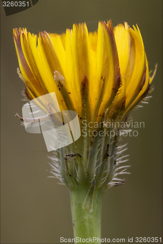 Image of Crepis Sancta 