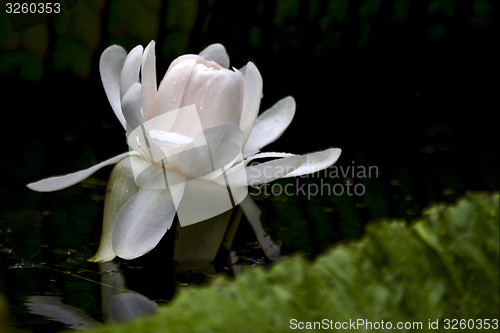 Image of  nymphaea alba 