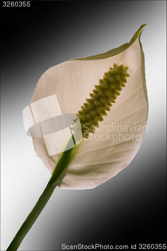 Image of white yellow Anthurium Spatifillum 