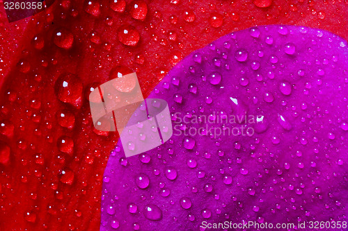 Image of red and violet texture