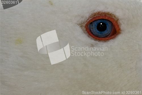 Image of  blue eye