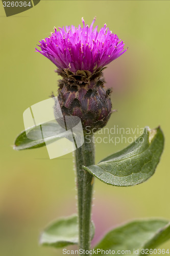 Image of tomentosa  centaurea calcitrapa