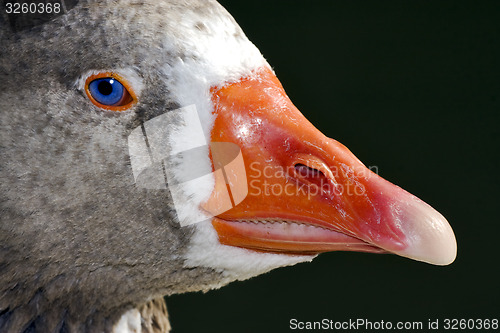 Image of grey duck  in argentina