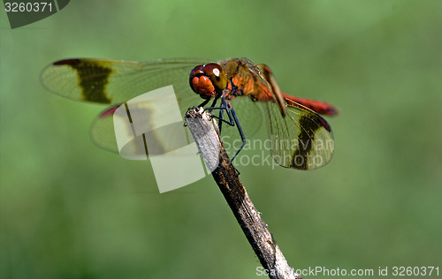 Image of front of wild red dragonfly 