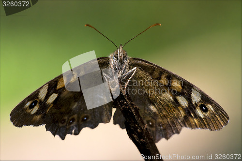 Image of front of wild  butterfly  on a branch 