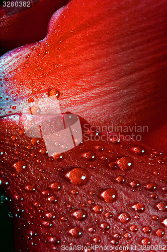 Image of red texture  rose 