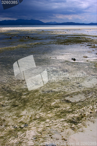 Image of  seaweed beach sky  in indian ocean