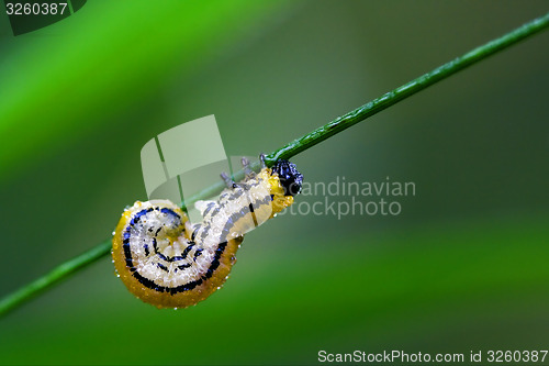 Image of curved caterpillar 