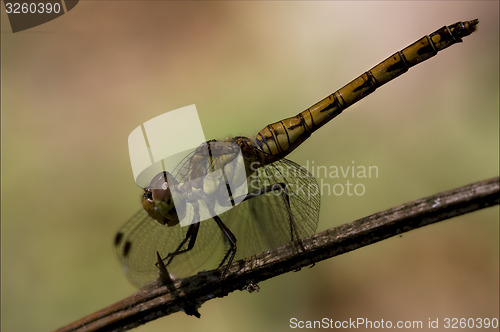 Image of side of  yellow black dragonfly 