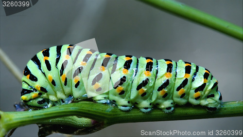 Image of wild caterpillar Papilio 