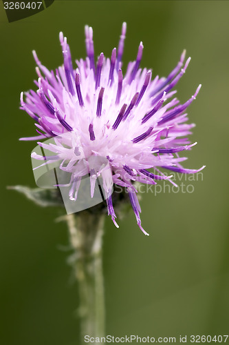 Image of violet  serratula tinctoria