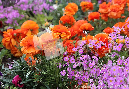 Image of Beautiful bright flowers