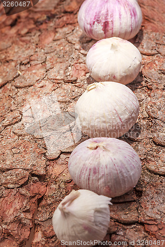 Image of French garlic on tree bark