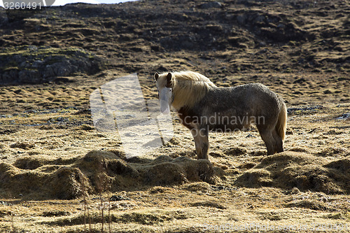 Image of Icelandic horse on a meadow