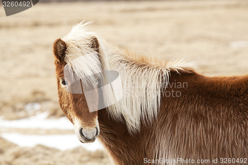 Image of Icelandic horse with blone mane on a meadow