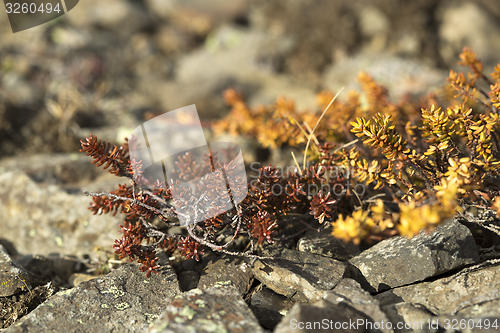 Image of Shrubs in spring