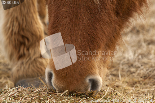 Image of Closeup of a brown Icelandic horse eating grass