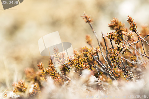 Image of Shrubs in spring