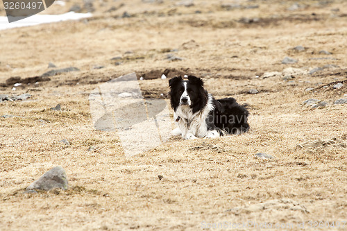 Image of Portrait of an attentive border collie
