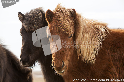 Image of Icelandic horses on a meadow