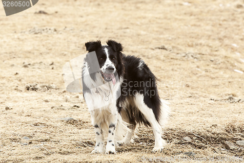 Image of Portrait of an attentive border collie