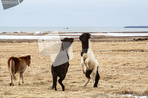 Image of Icelandic horses fighting against each other