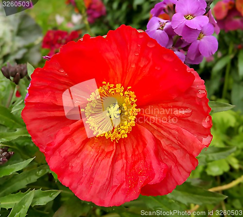 Image of Beautiful red poppy