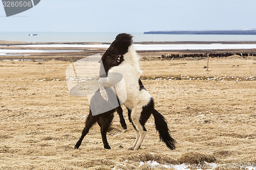 Image of Icelandic horses fighting against each other