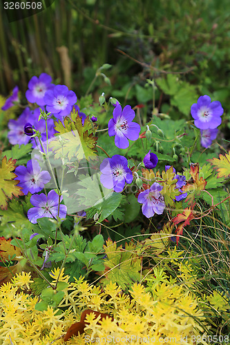Image of Blue Geranium with yellow plants 