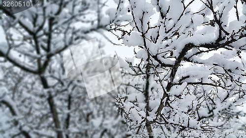 Image of Branches covered with snow