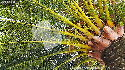 Image of Branches of big palm tree