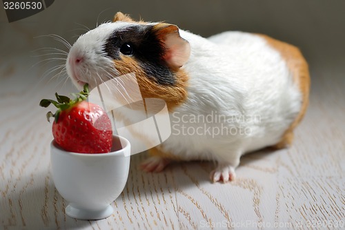 Image of Guinea pig eating 