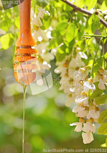 Image of acacia honey