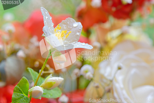 Image of jasmine flowers