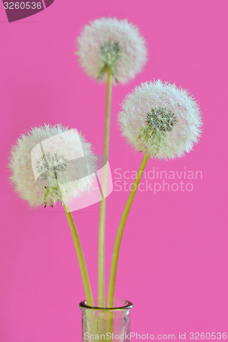 Image of dandelions in a vase