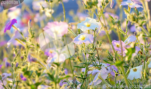 Image of tobacco pink flowers 