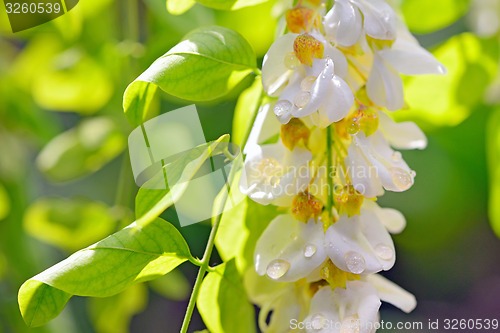 Image of robinia honey with acacia blossoms 