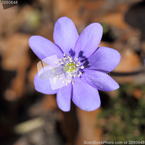 Image of Anemone hepatica