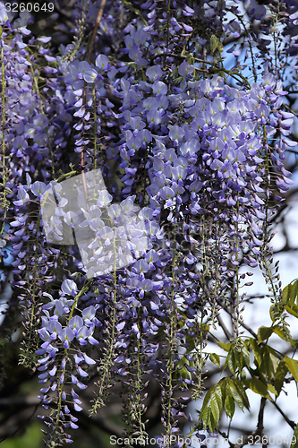 Image of Wisteria.