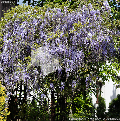 Image of Wisteria.