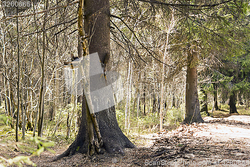 Image of Two squirrels on the feeding place in forest